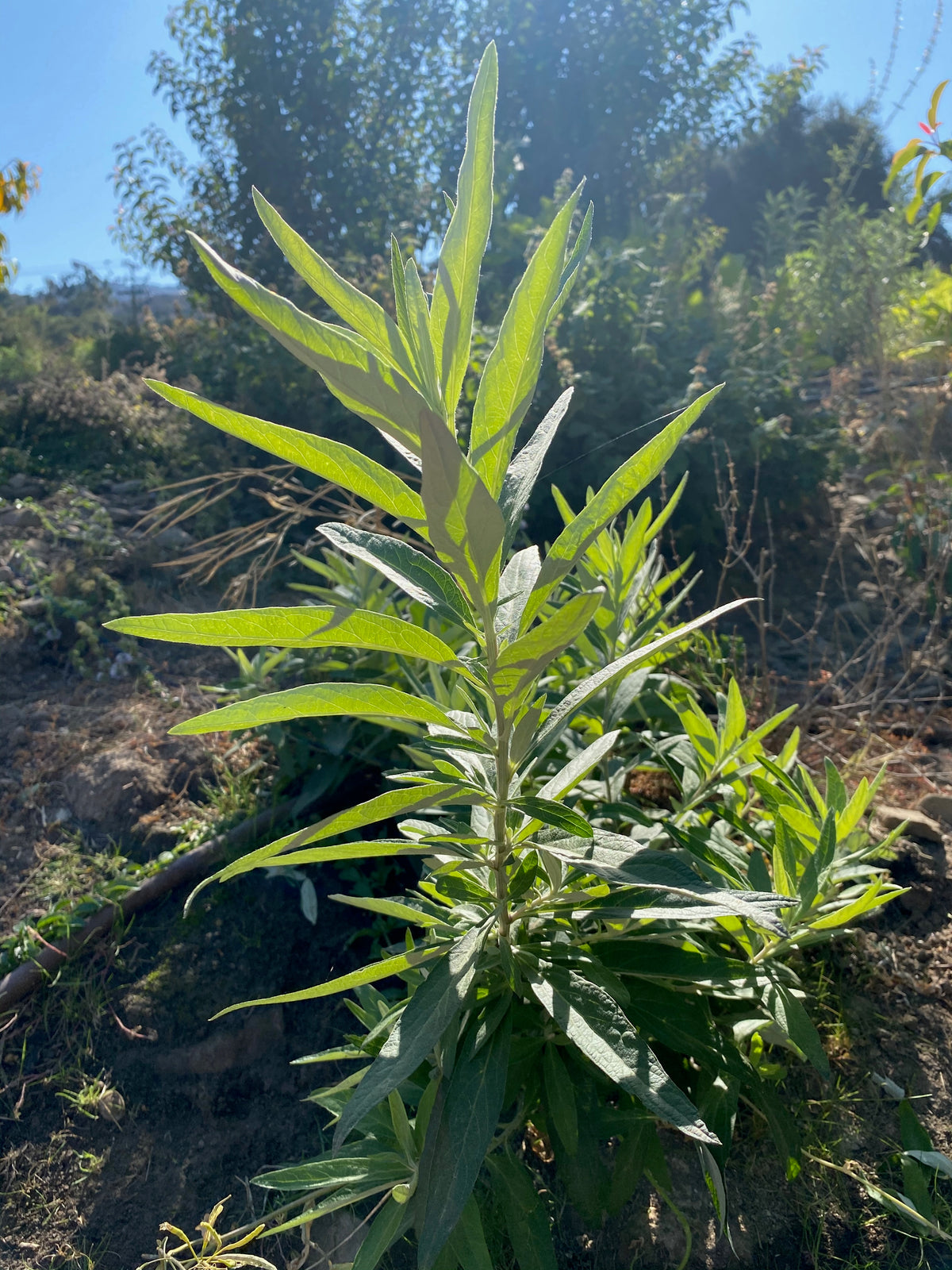 California Mugwort