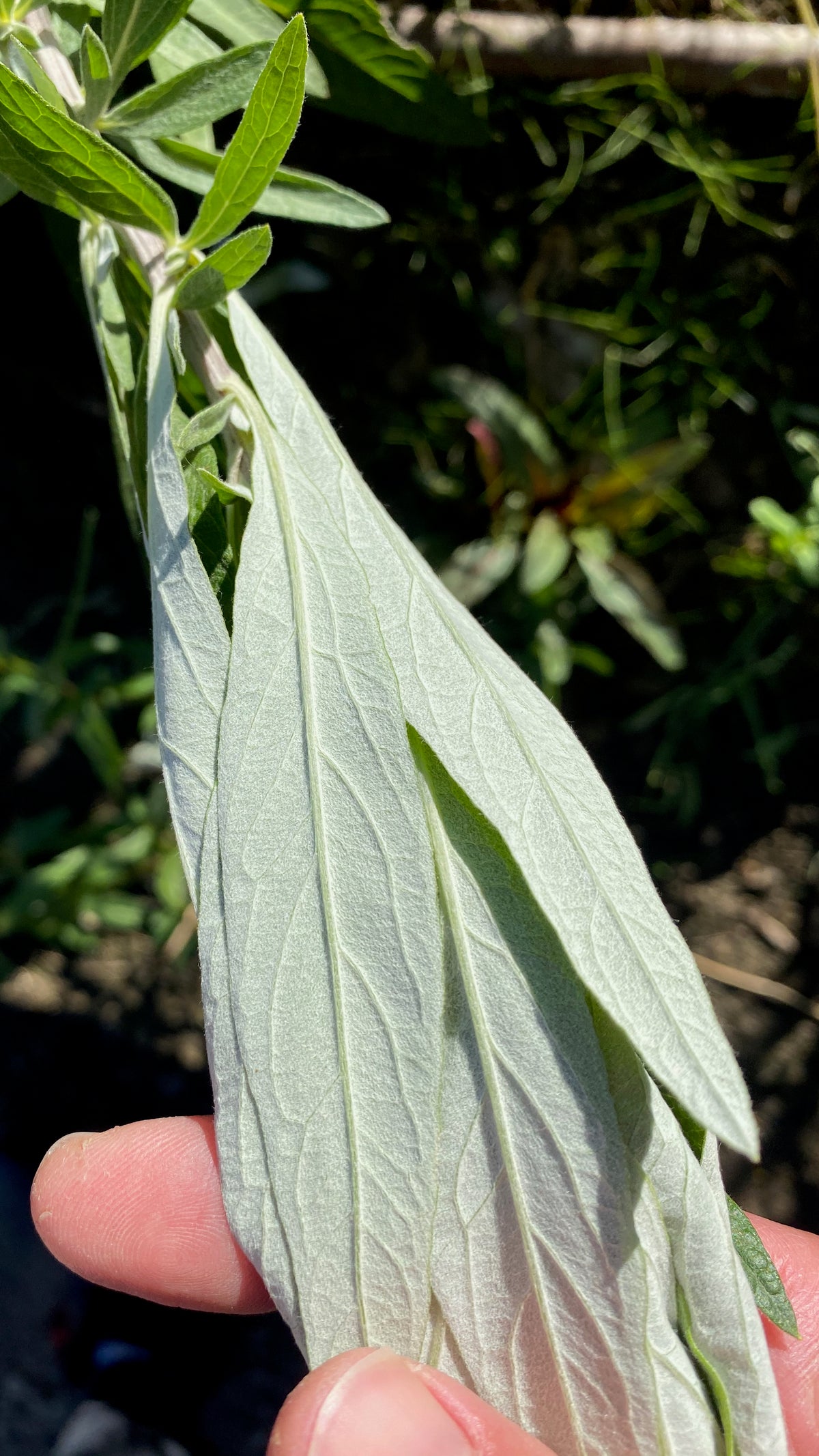 California Mugwort