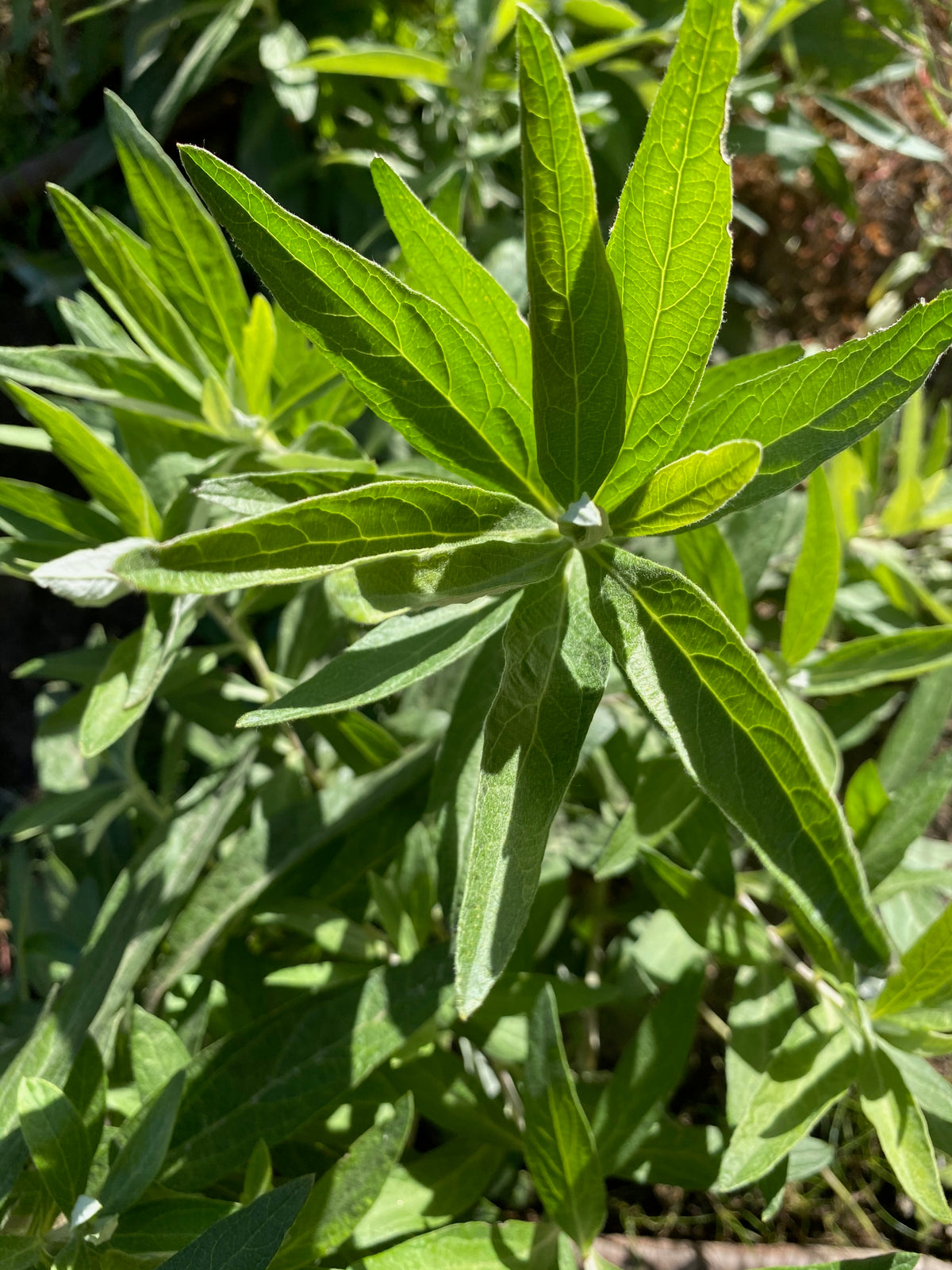 California Mugwort