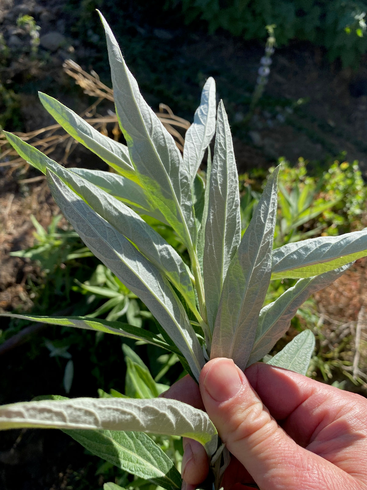 California Mugwort