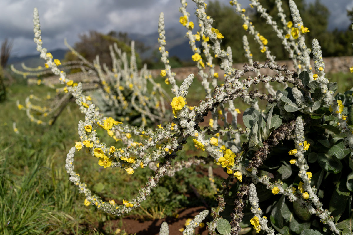 Silk / Giant Silver Mullein