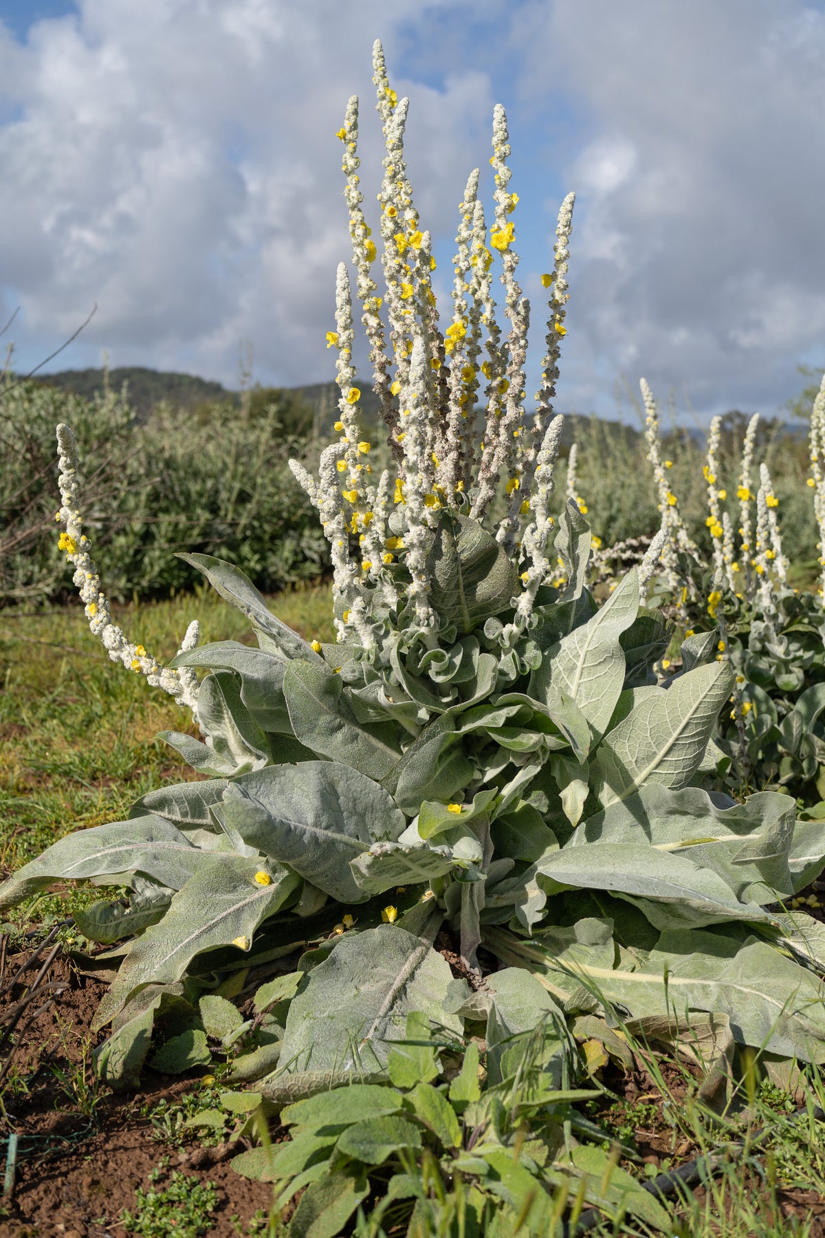 Silk / Giant Silver Mullein