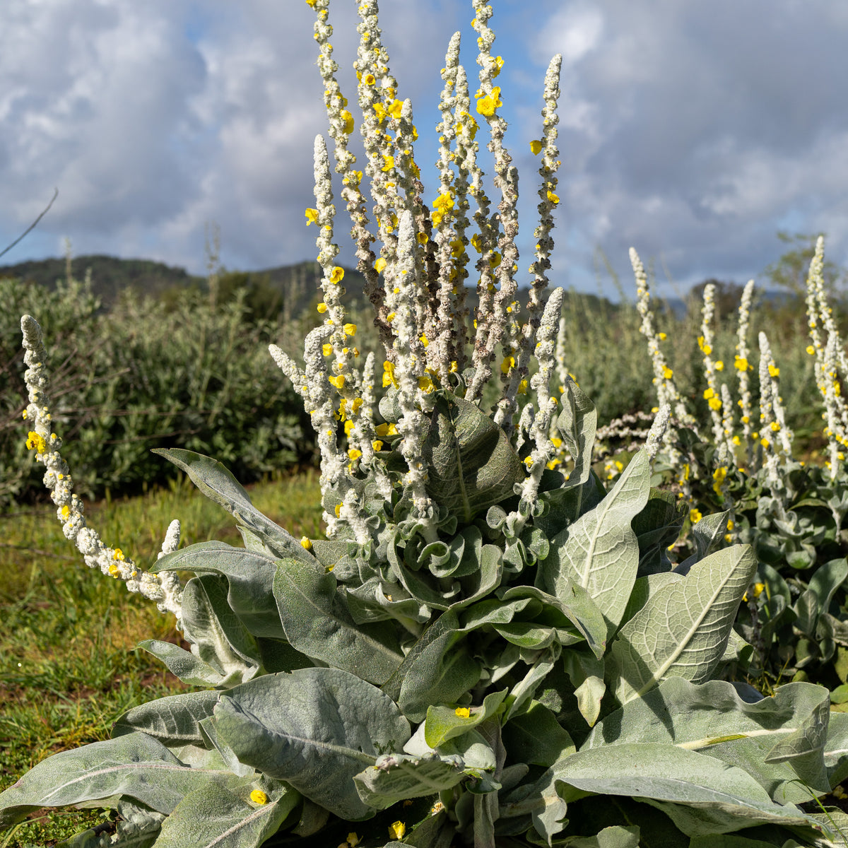 Silk / Giant Silver Mullein