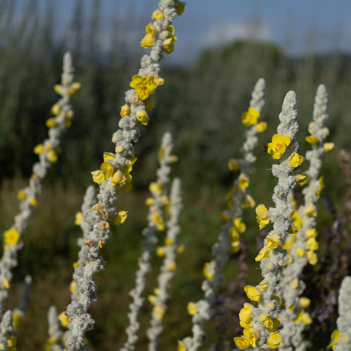 Silk / Giant Silver Mullein