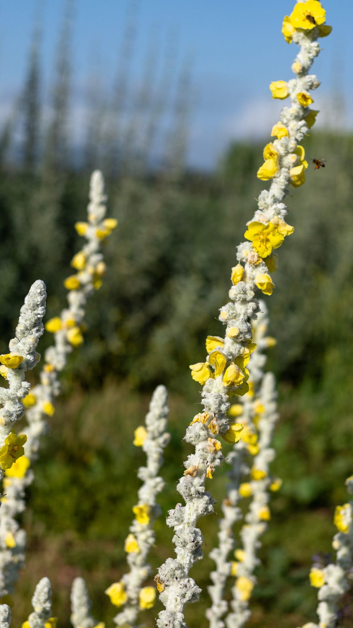 Silk / Giant Silver Mullein