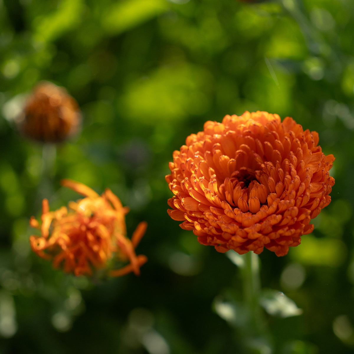 Neon Calendula