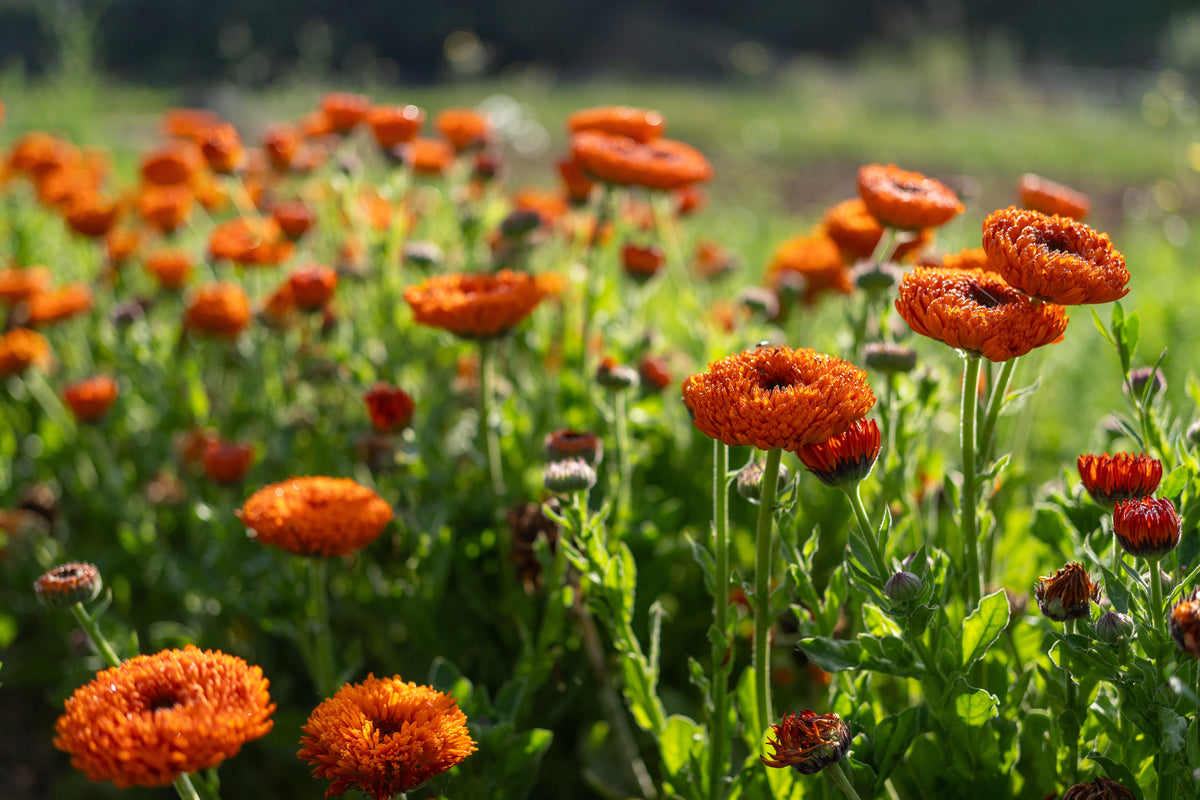 Neon Calendula