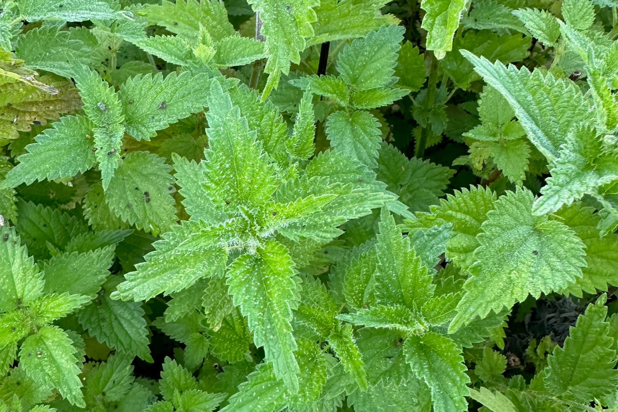 Stinging Nettle Seeds - The Plant Good Seed Company