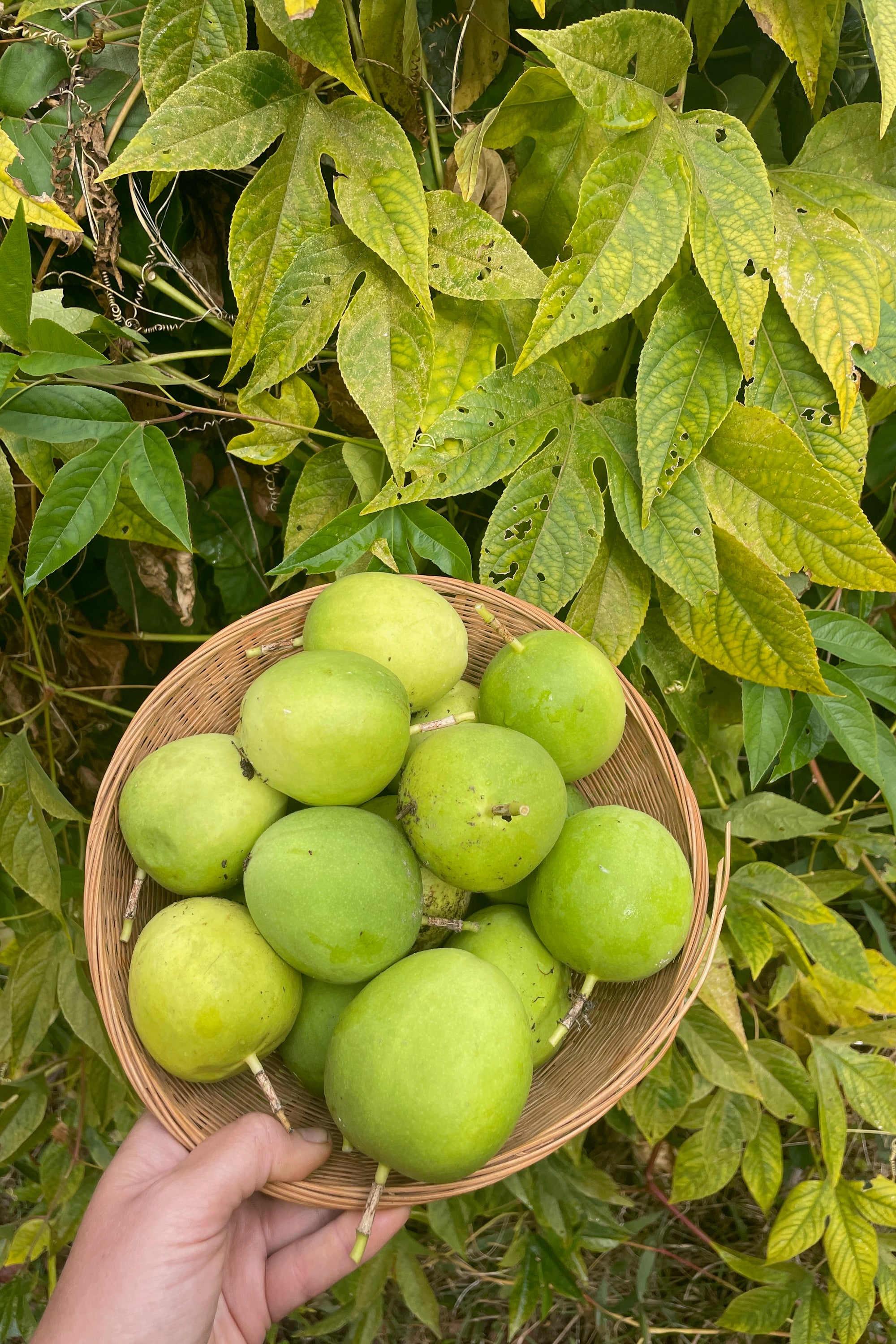 Purple Passionflower / Maypop Seeds - The Plant Good Seed Company