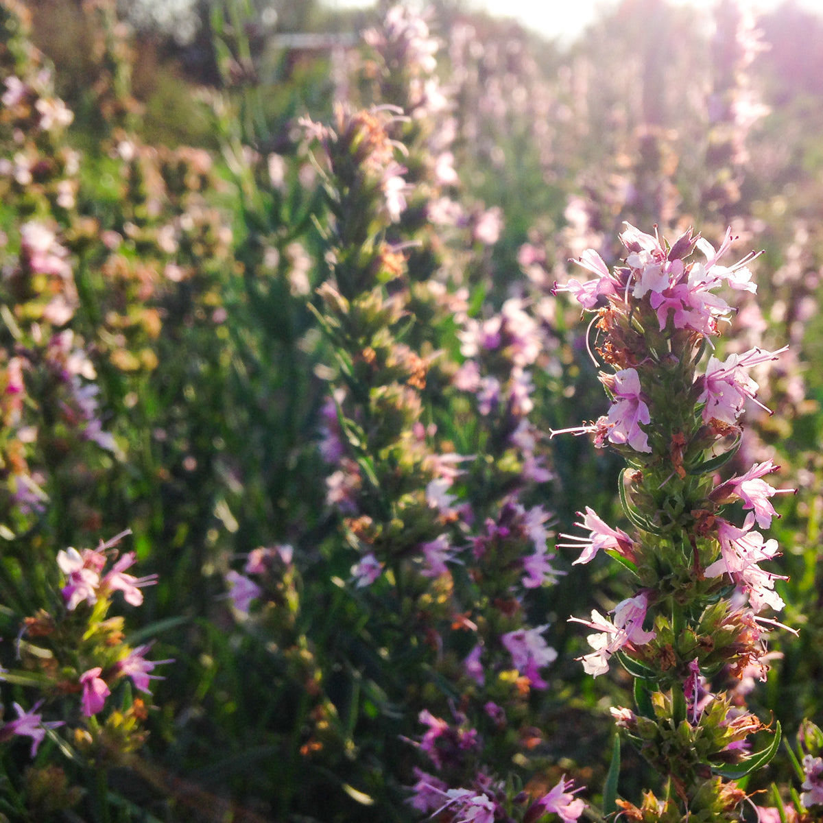 Pink Flowered Hyssop