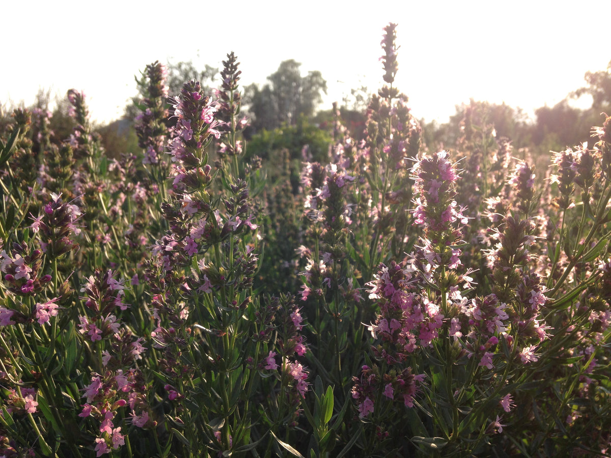 Pink Flowered Hyssop