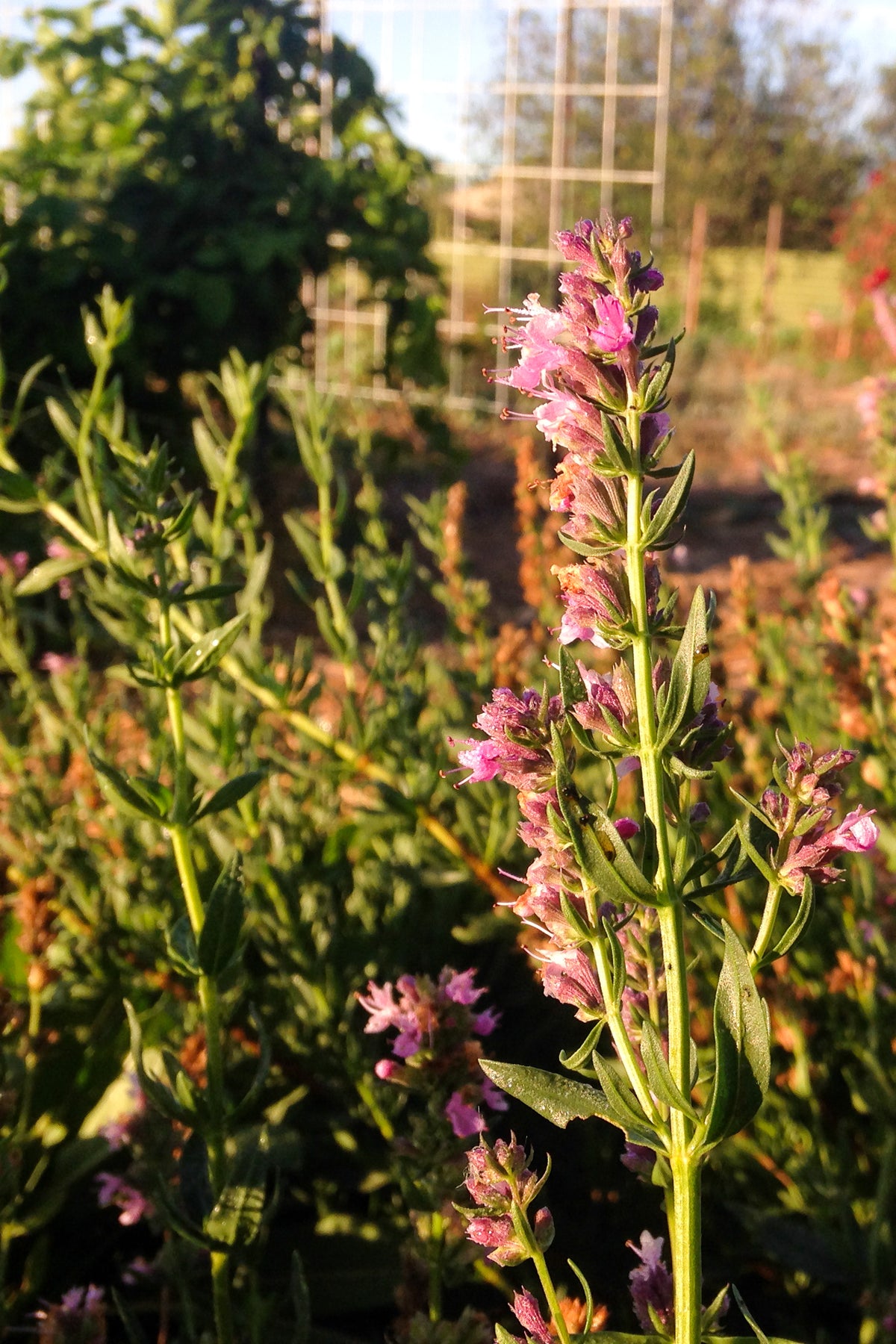 Pink Flowered Hyssop