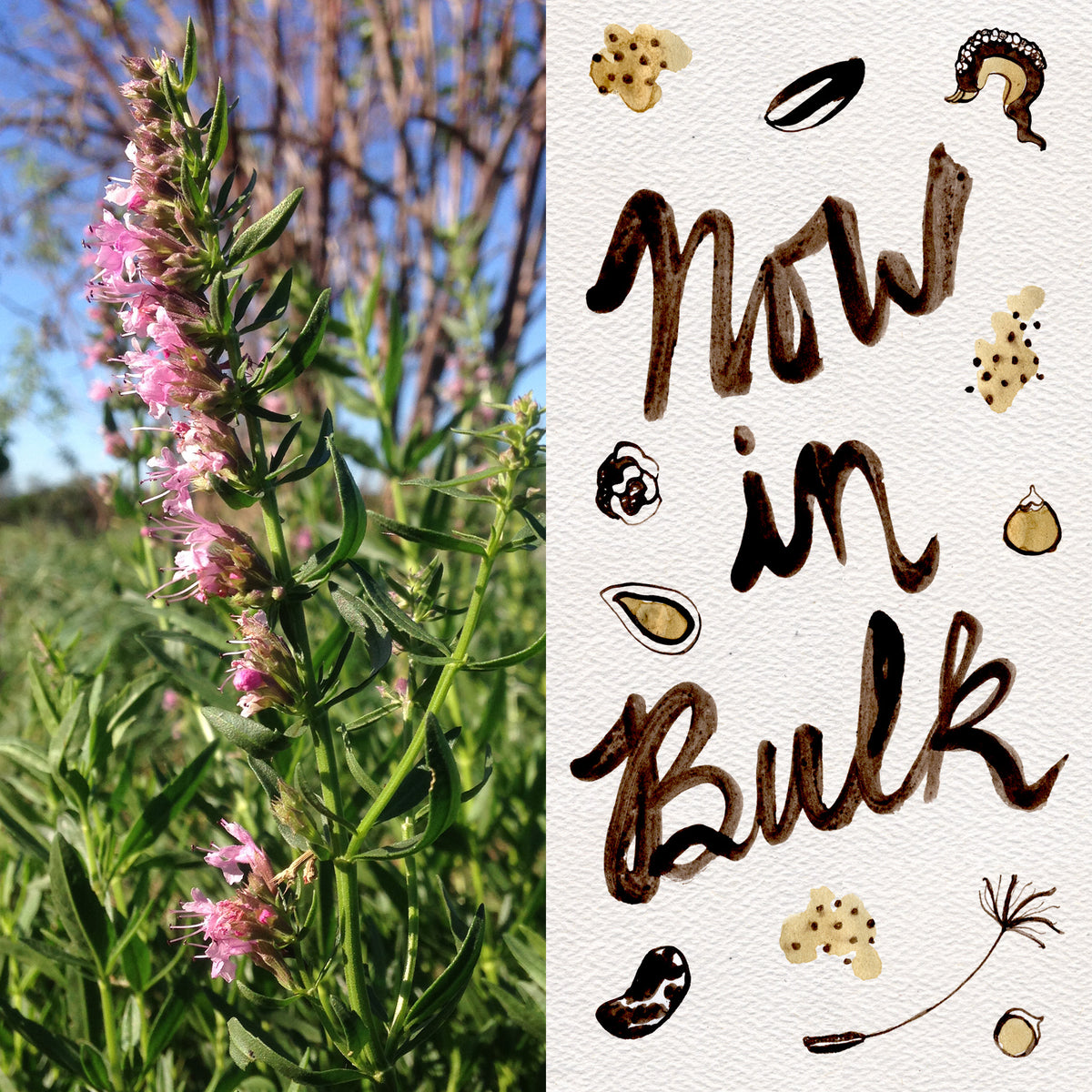 Pink Flowered Hyssop