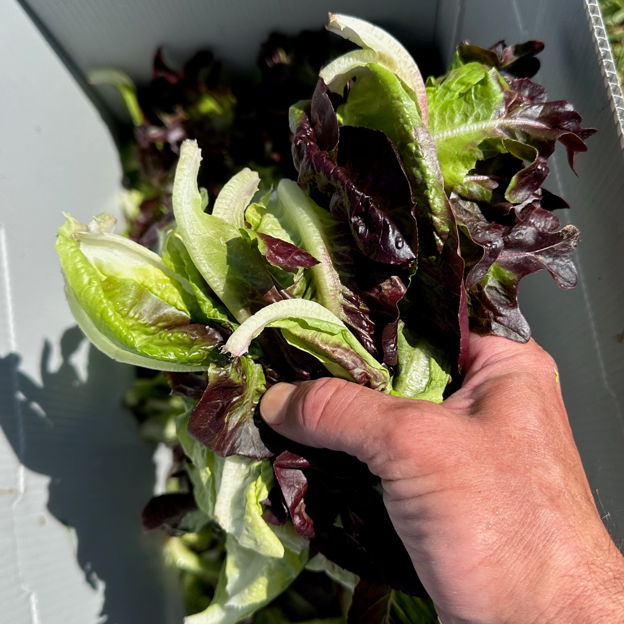 Pomegranate Crunch Lettuce