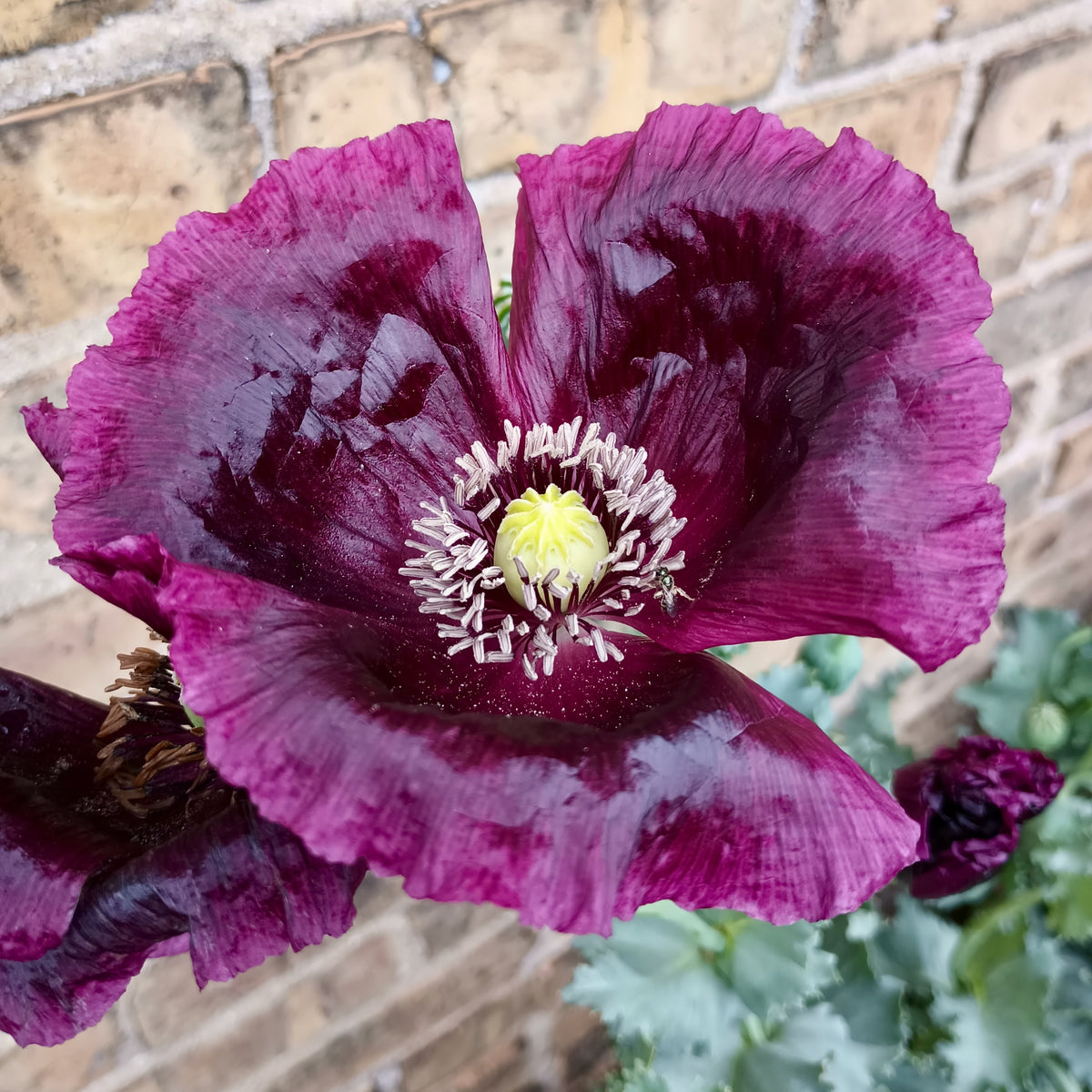 After Midnight Black Poppy