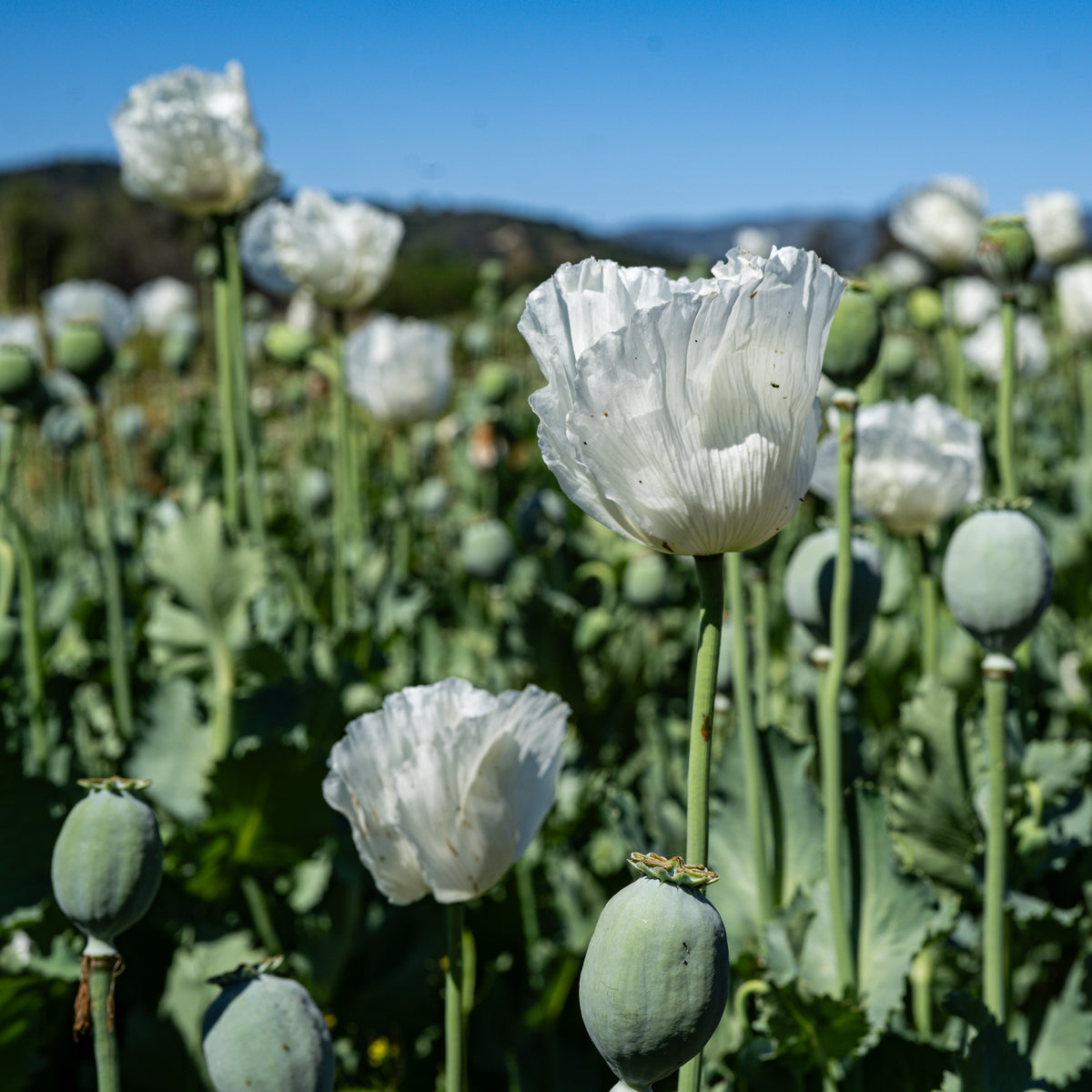 Poppy Seed Collection - Seven Packets