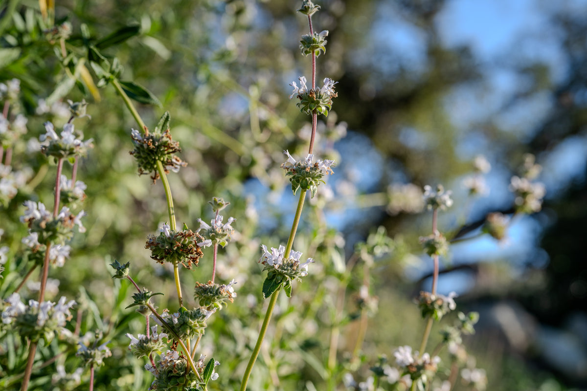 Black Sage