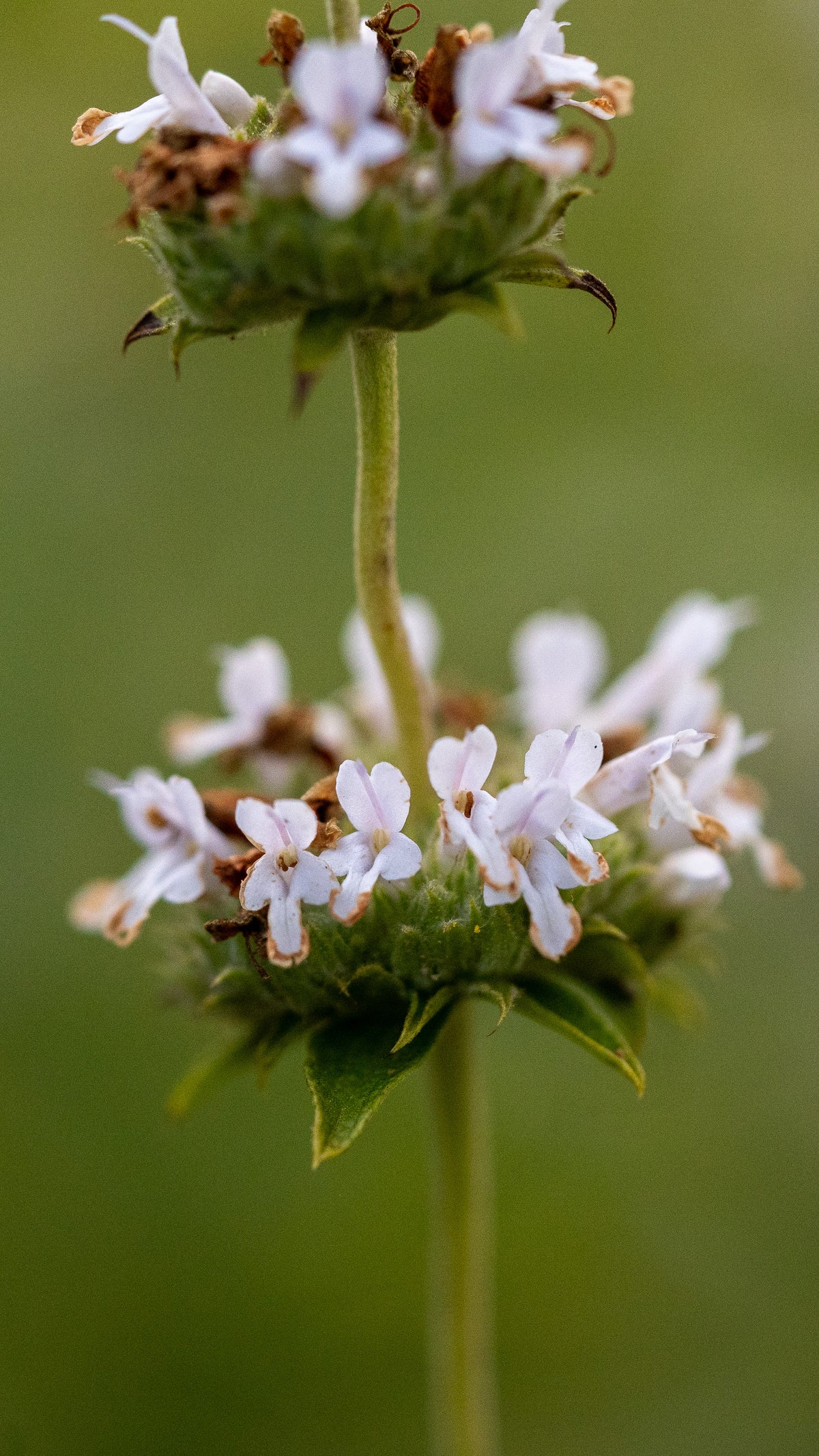 Black Sage