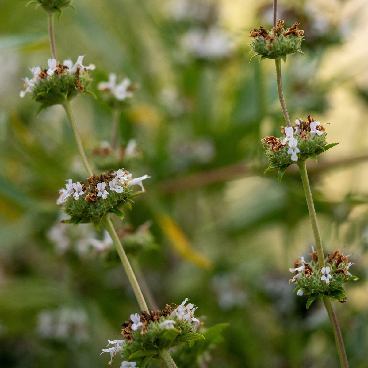 Black Sage