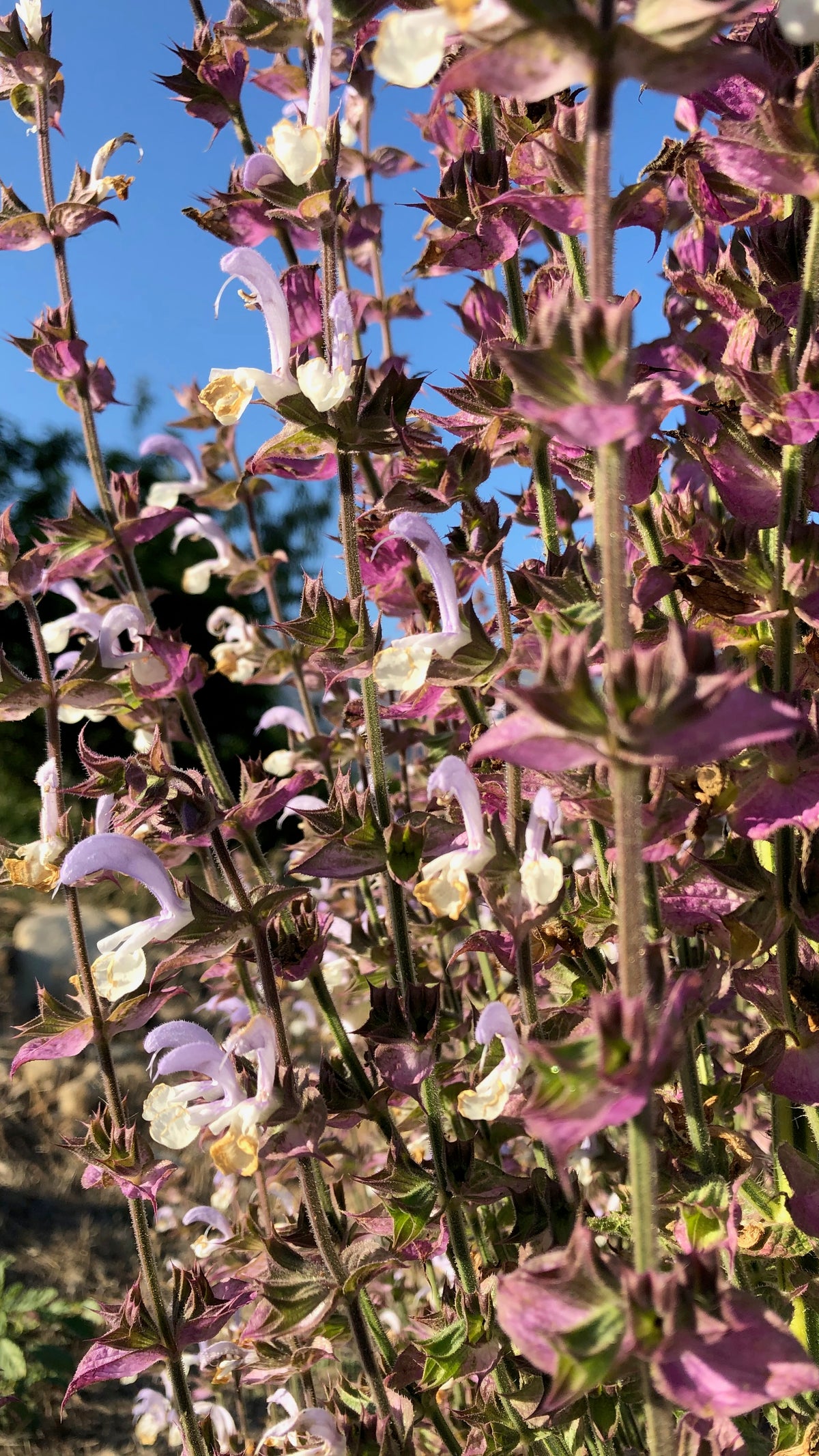 Clary Sage