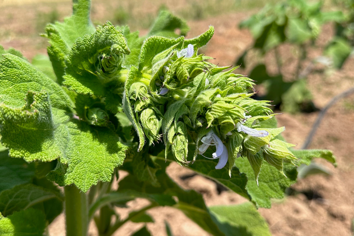 Clary Sage