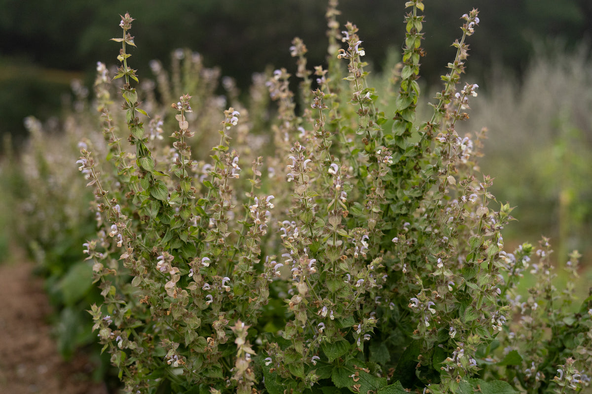 Clary Sage