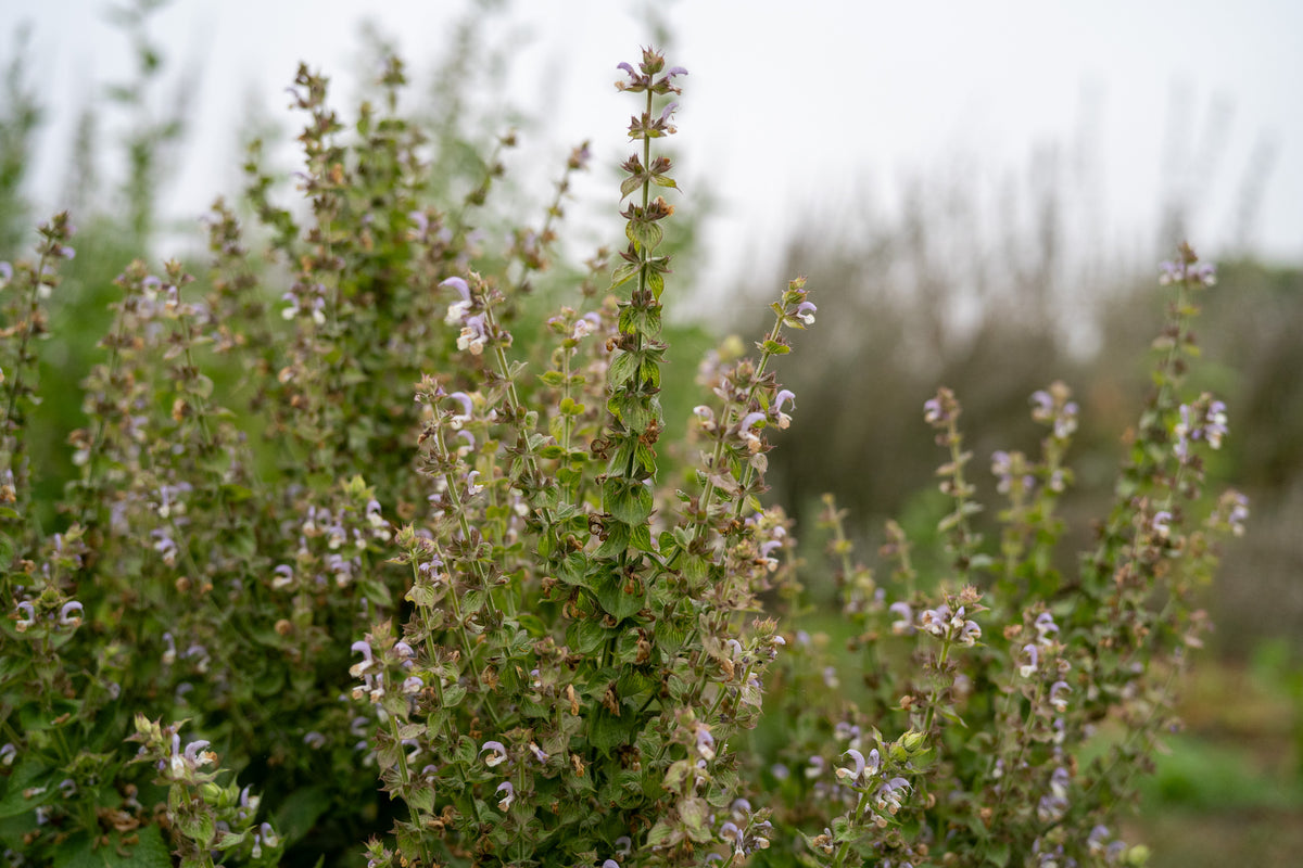 Clary Sage