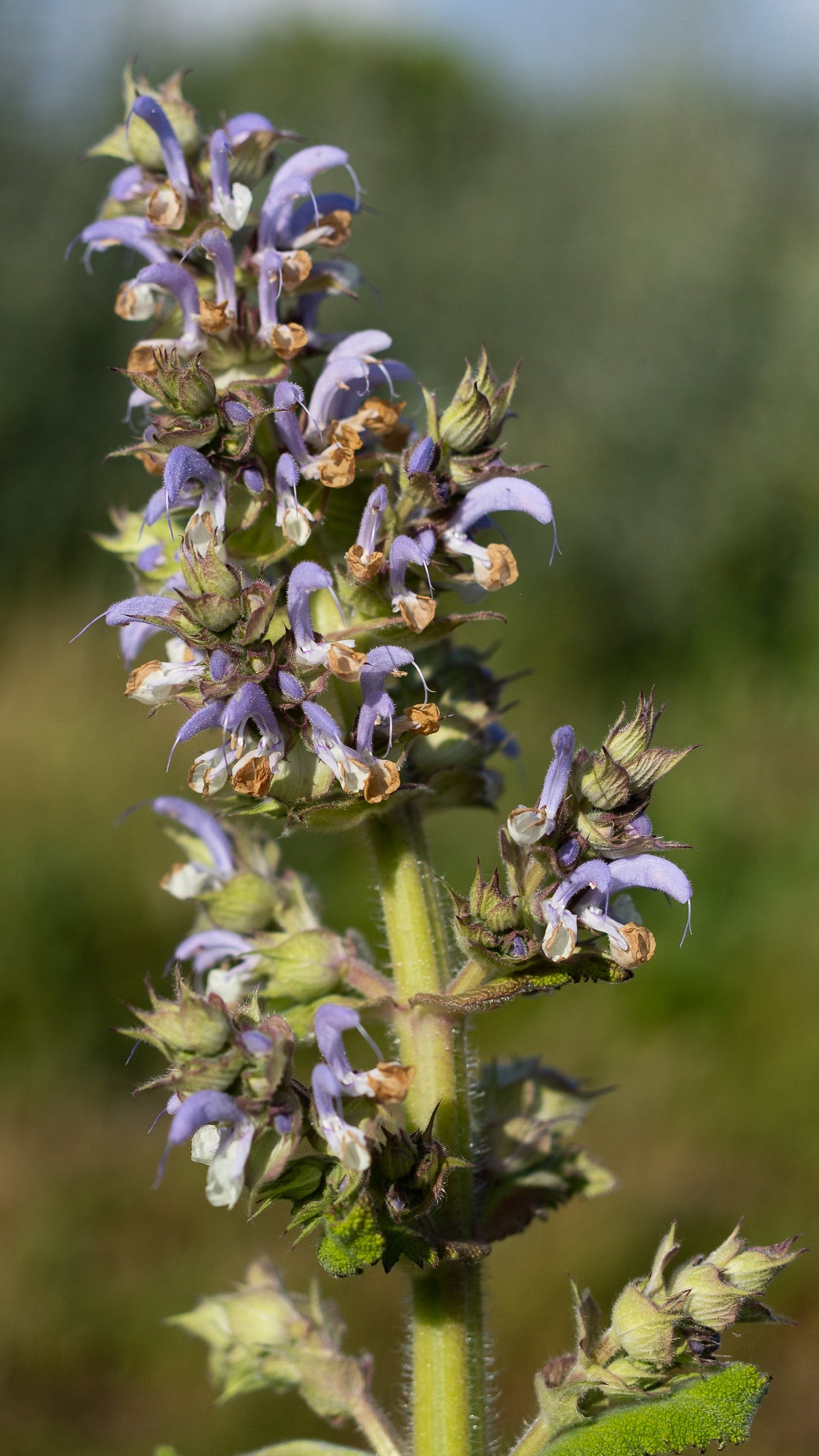 Clary Sage