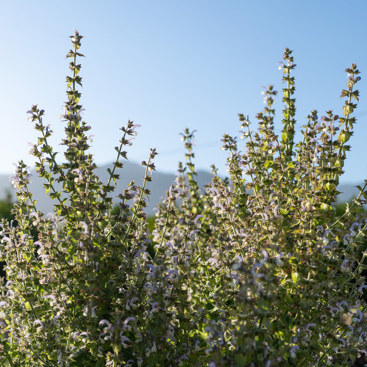 Clary Sage