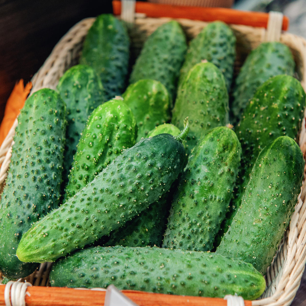 Snow&#39;s Fancy Pickling Cucumber