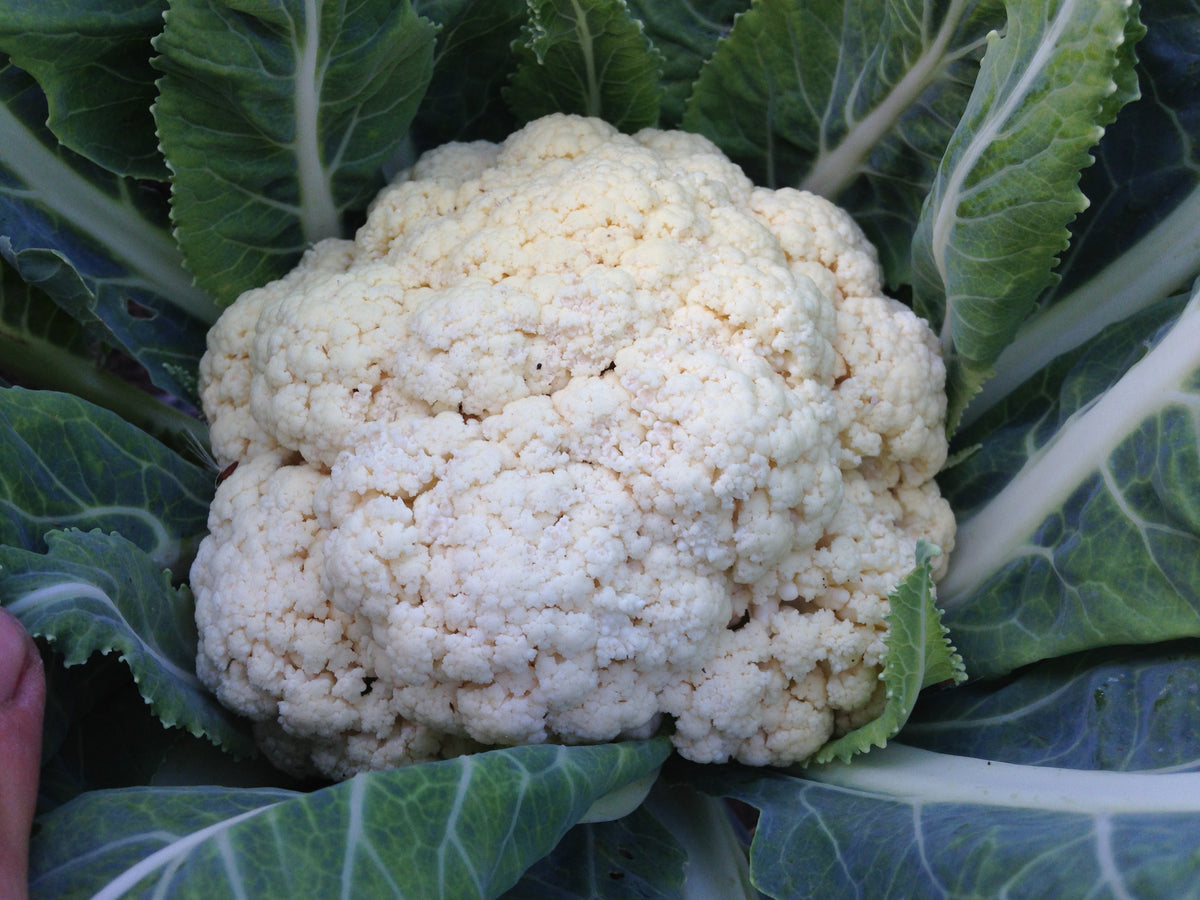 Snowball Cauliflower