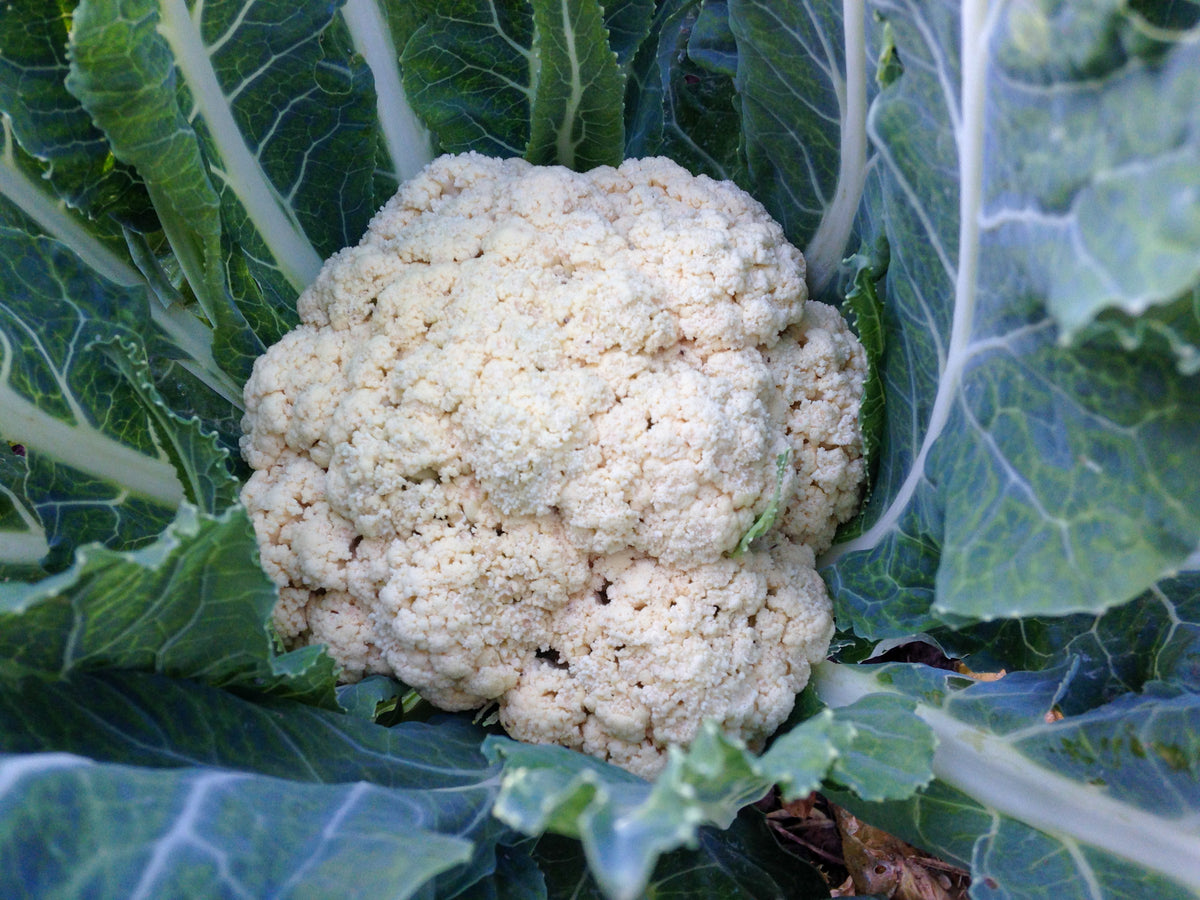 Snowball Cauliflower