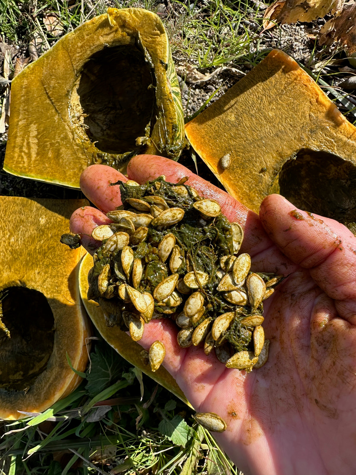 Green Fleshed Ayote Winter Squash