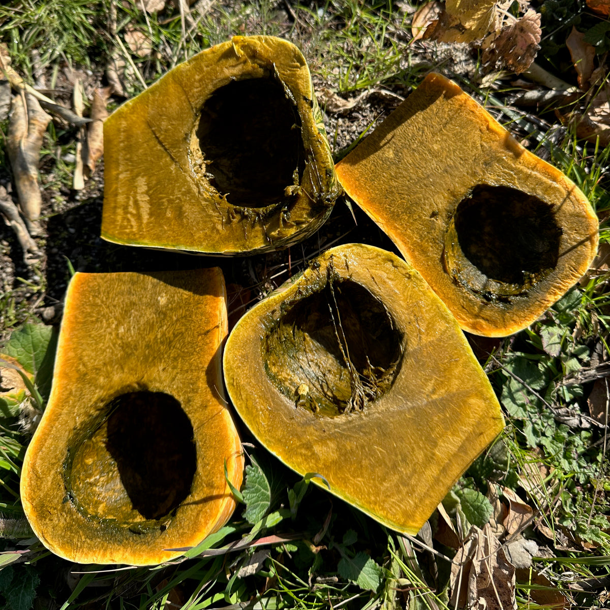 Green Fleshed Ayote Winter Squash