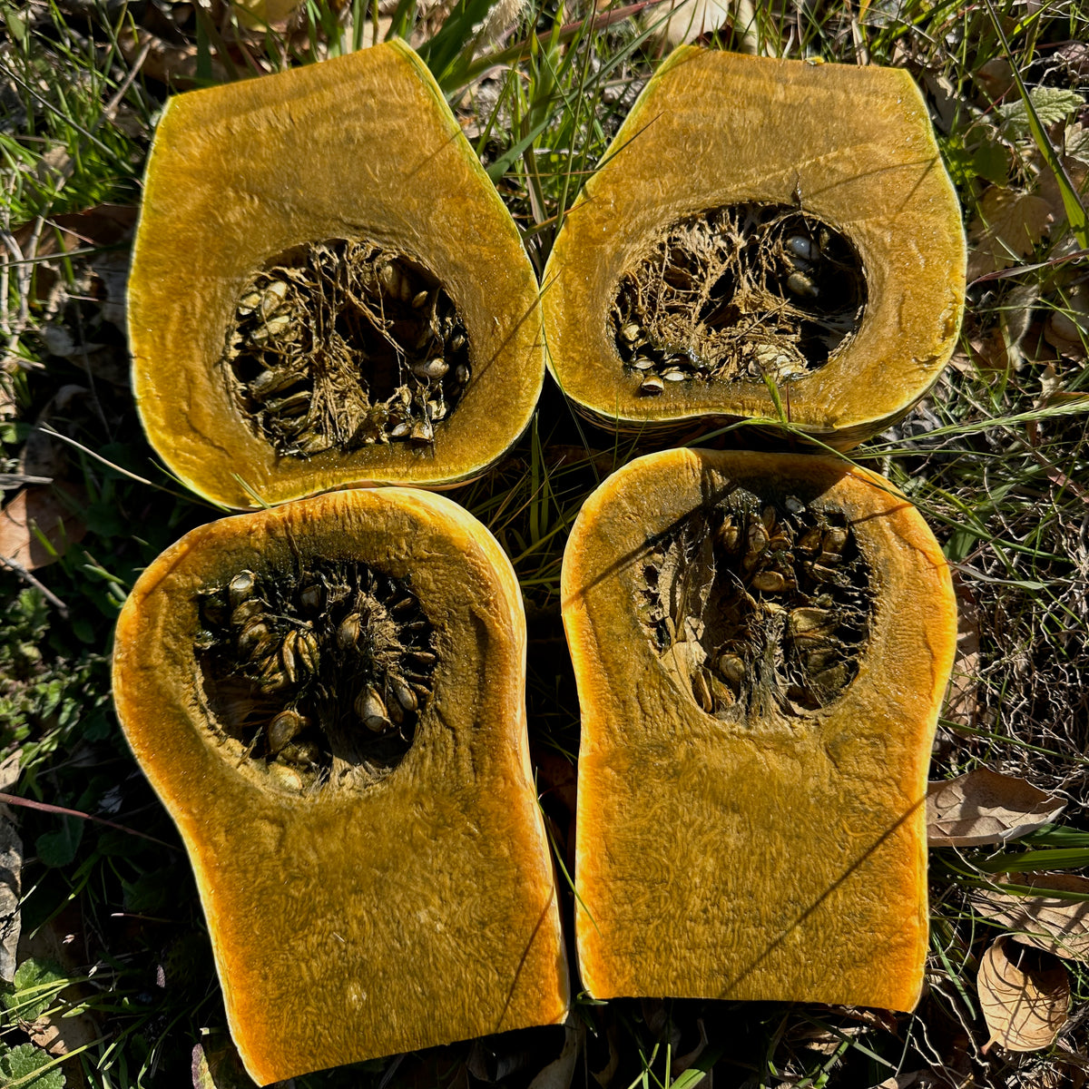 Green Fleshed Ayote Winter Squash