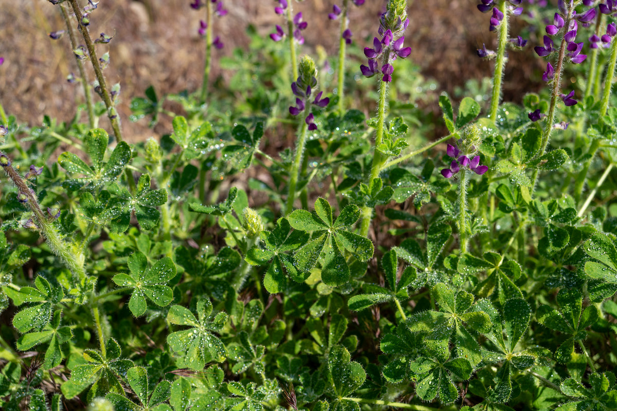 Stinging Lupine