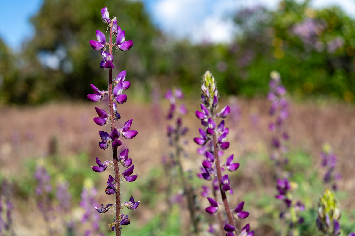 Stinging Lupine