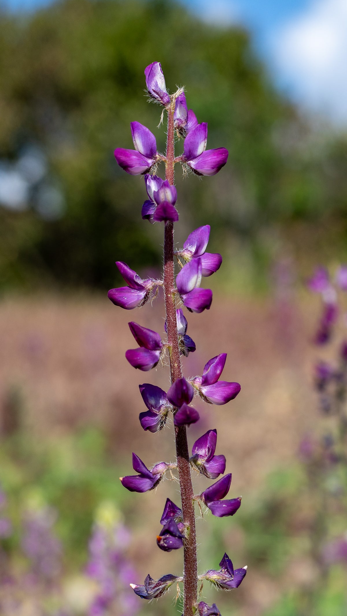 Stinging Lupine