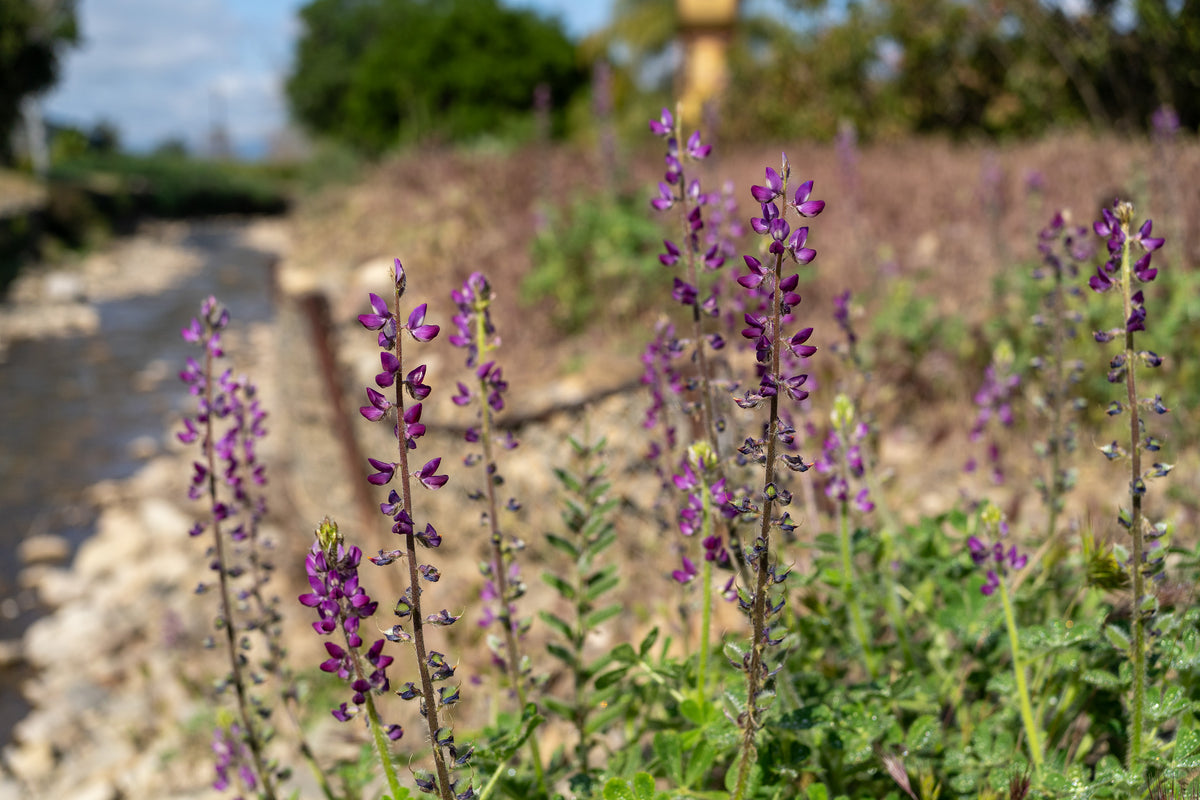 Stinging Lupine