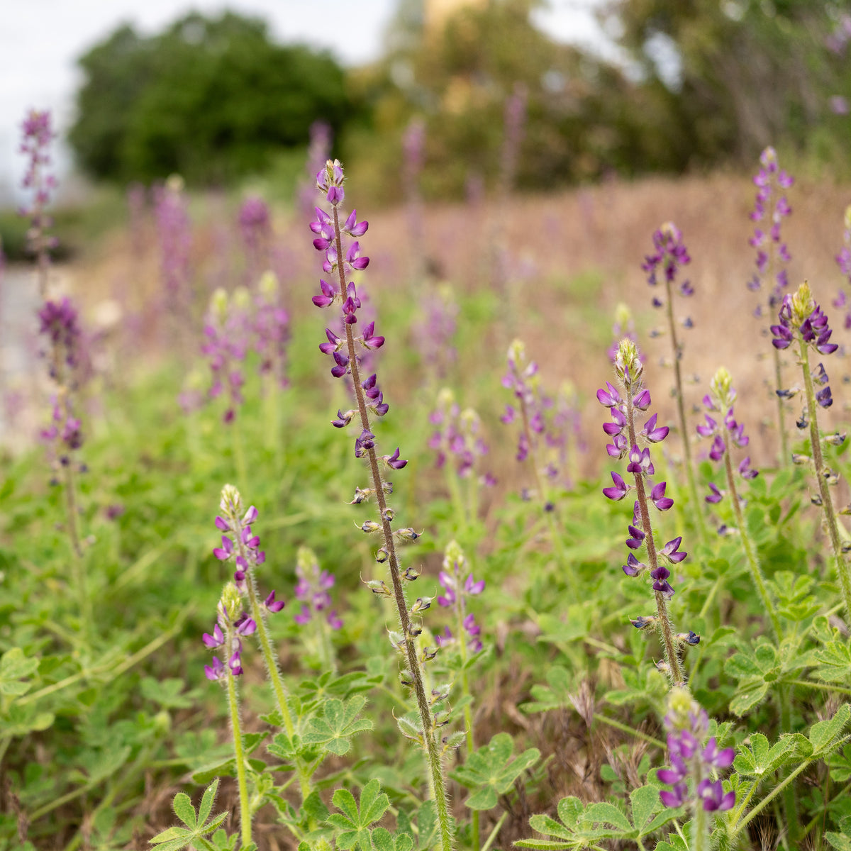 Stinging Lupine