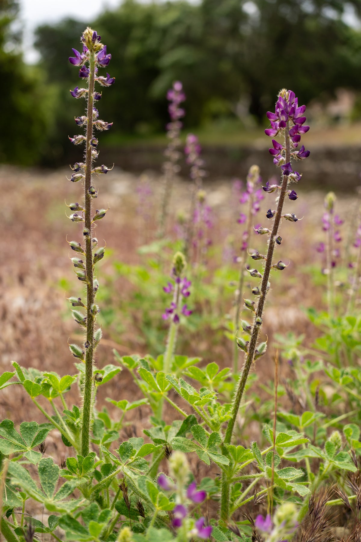 Stinging Lupine