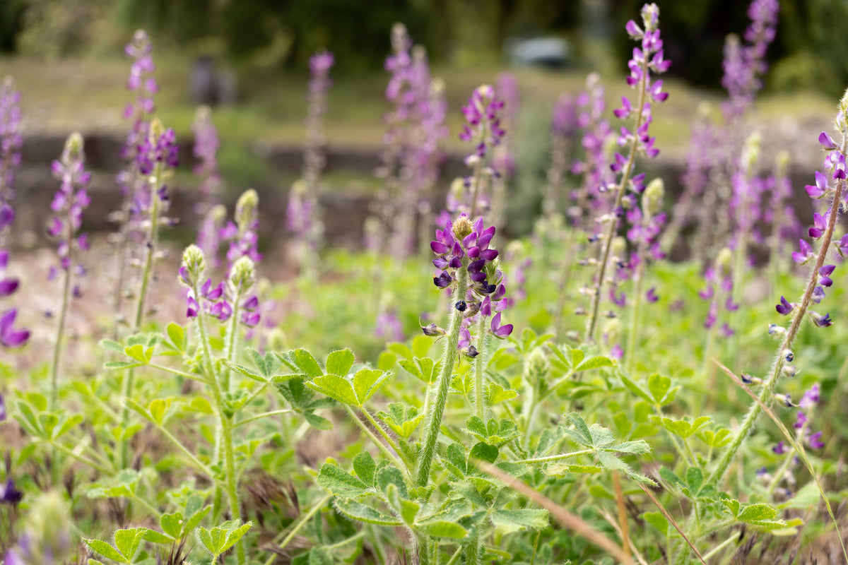 Stinging Lupine