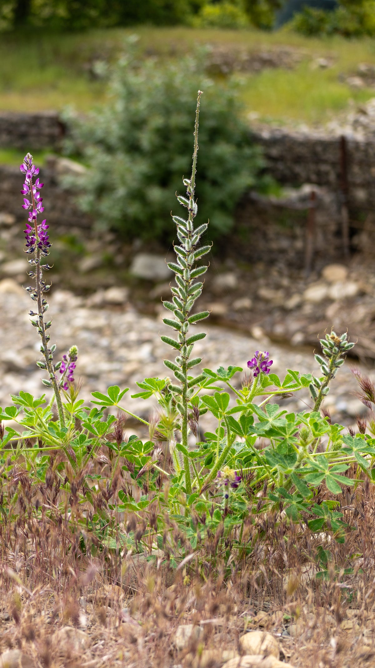 Stinging Lupine