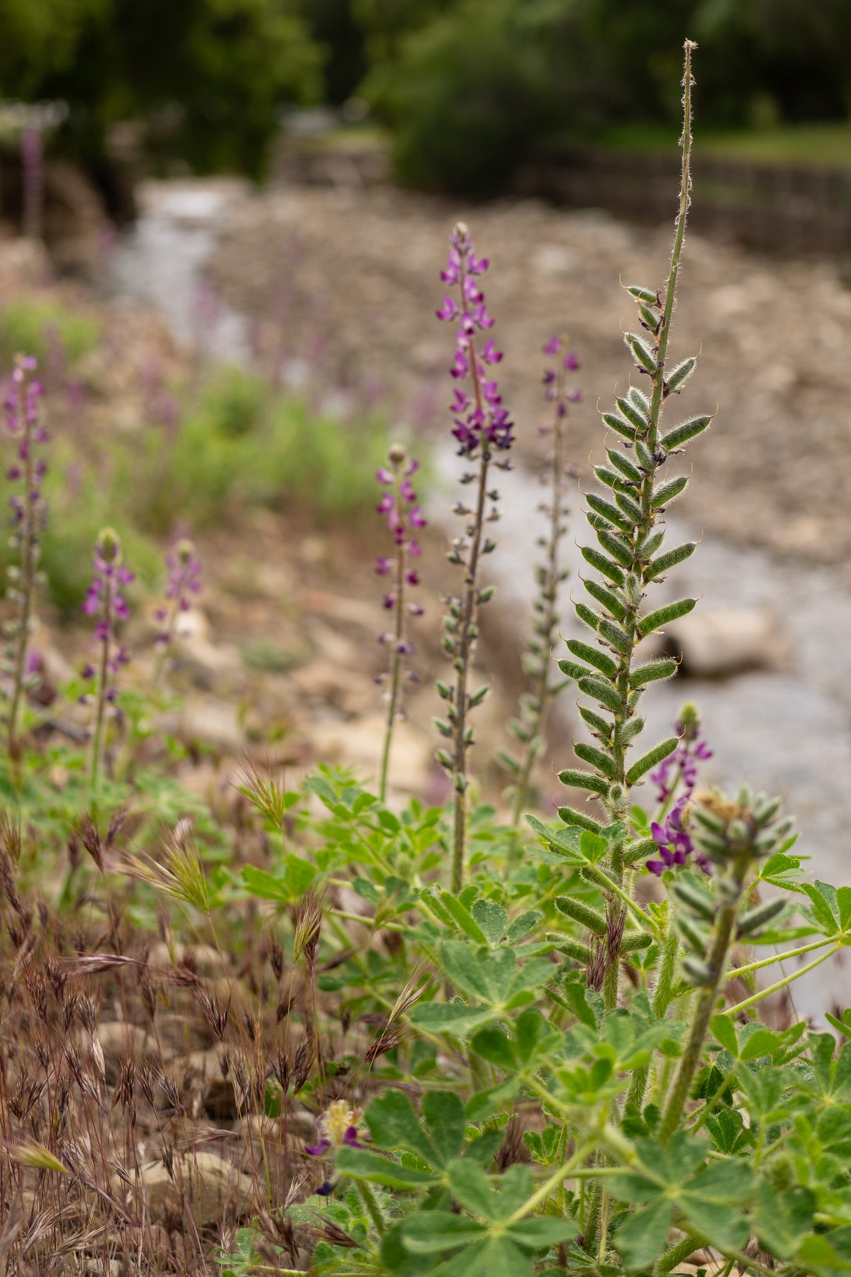 Stinging Lupine