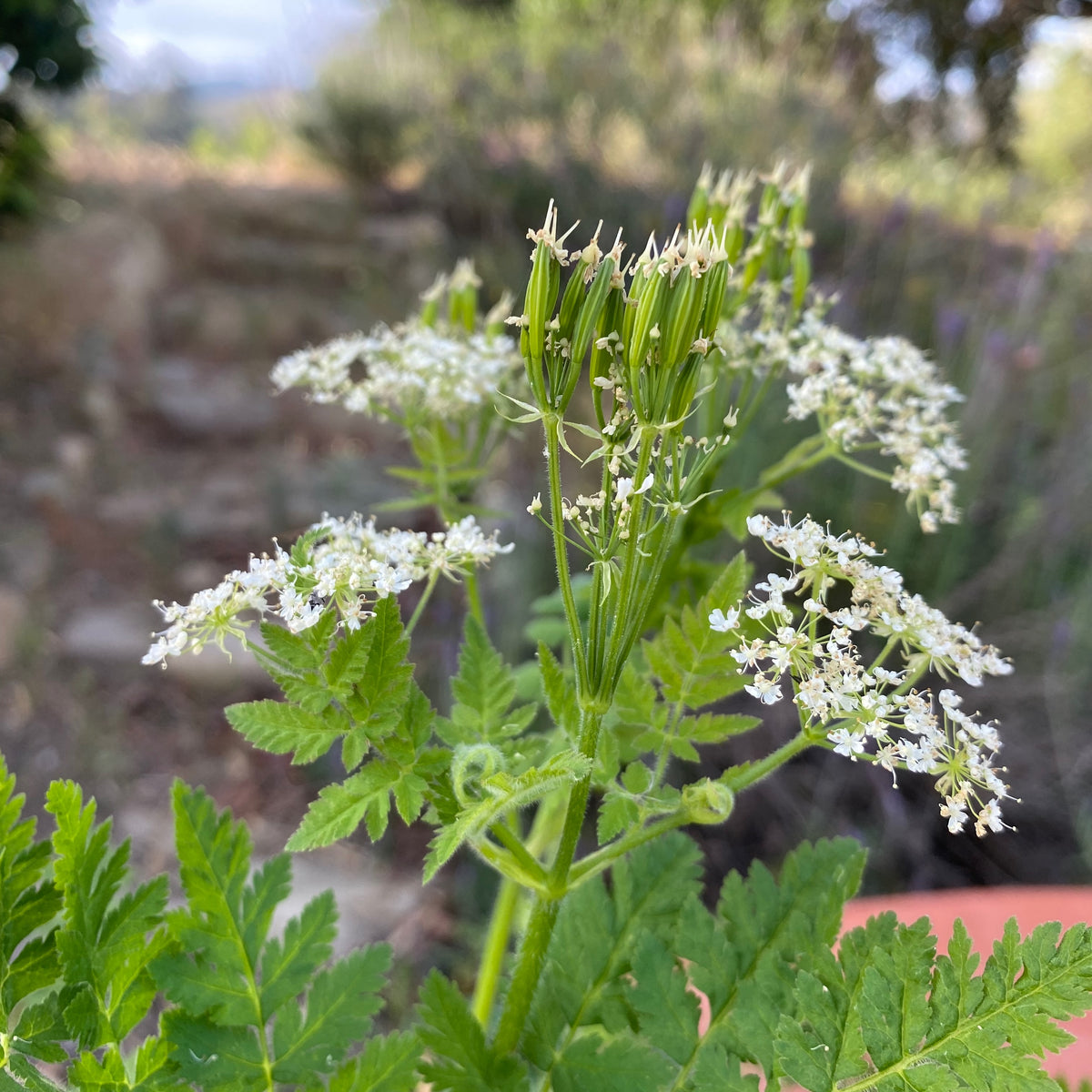 Sweet Cicely / Garden Myrrh