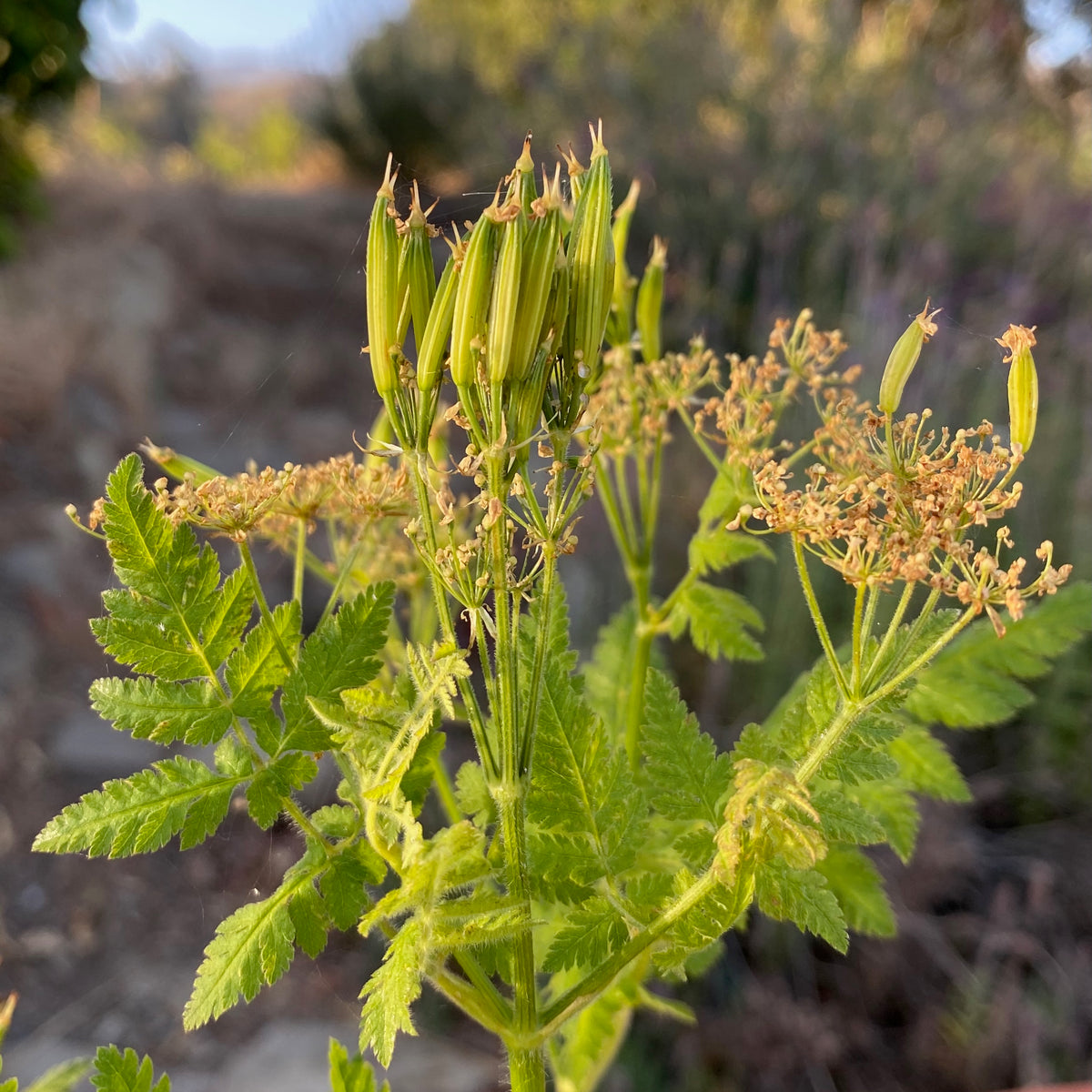 Sweet Cicely / Garden Myrrh