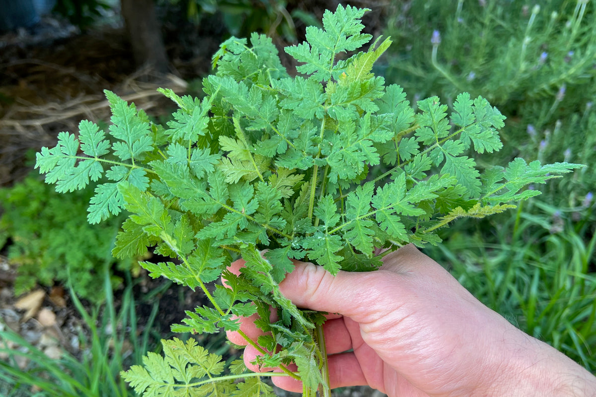 Sweet Cicely / Garden Myrrh