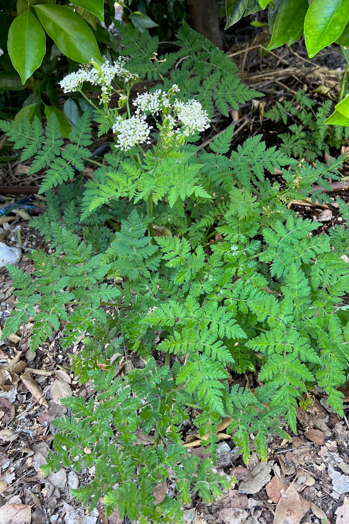 Sweet Cicely / Garden Myrrh