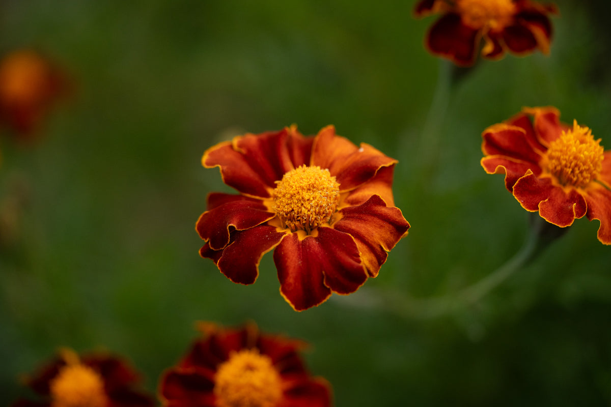 Tashkent Marigold