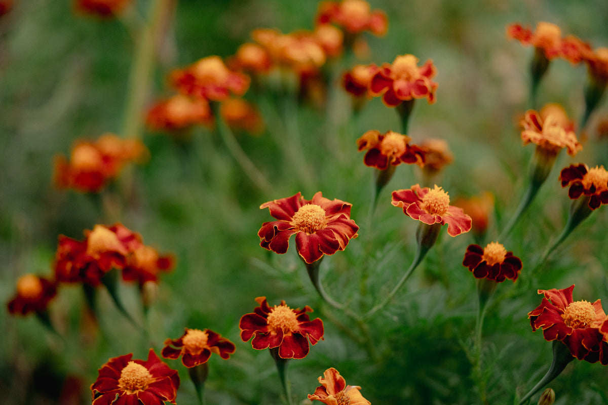 Tashkent Marigold